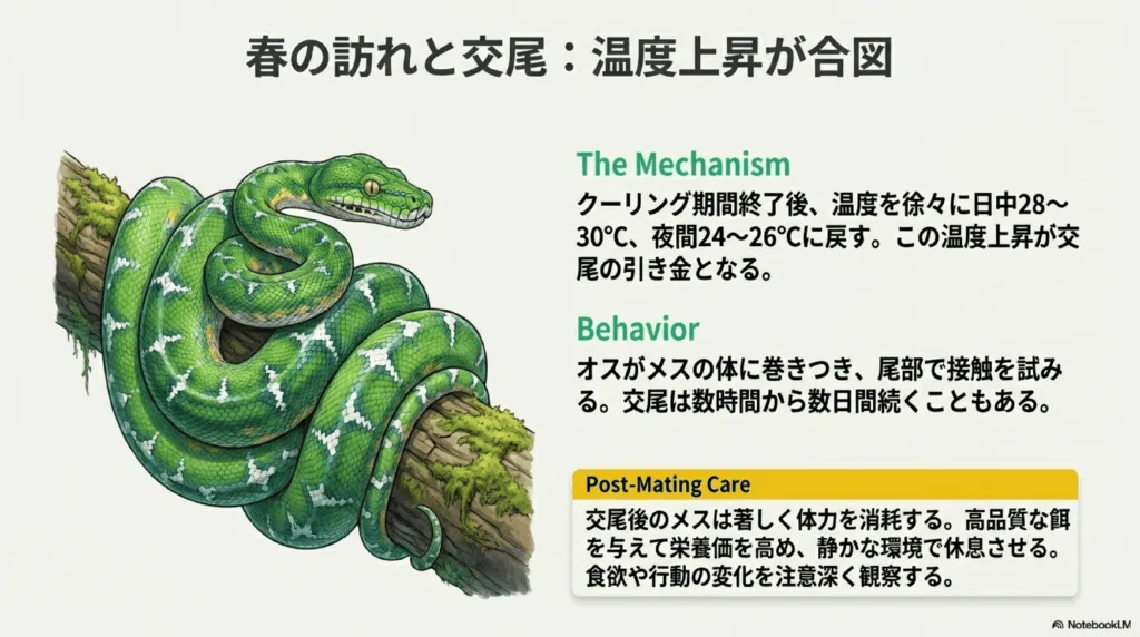 プロが解説】グリーンパイソン繁殖の成功マニュアル！初心者でも安心の