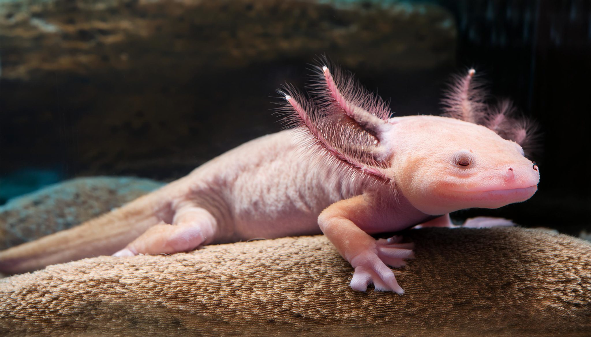 ウーパールーパー リューシの魅力と特徴：種類、飼育方法、成長の過程まで徹底解説