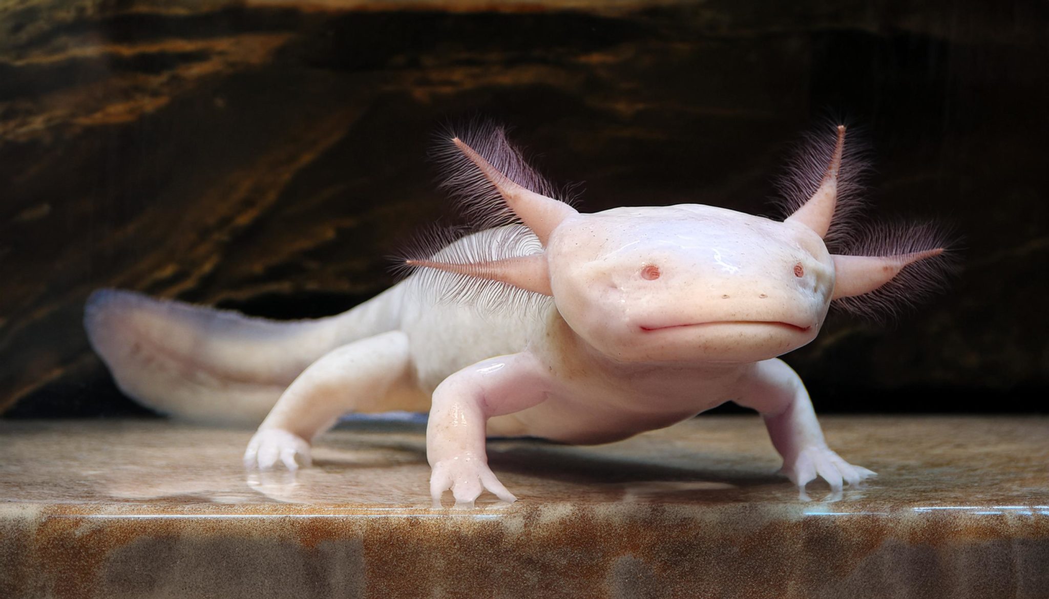 ウーパールーパー マーブルの魅力と飼育ガイド