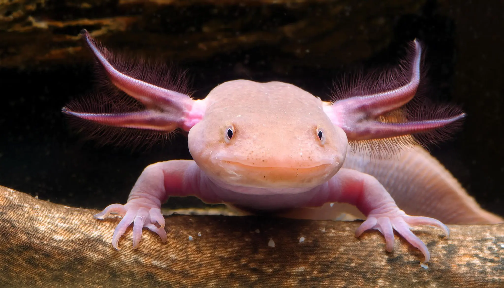 ウーパールーパー　レア種アンダーソンサラマンダー ウーパールーパー レア種アンダーソンサラマンダー