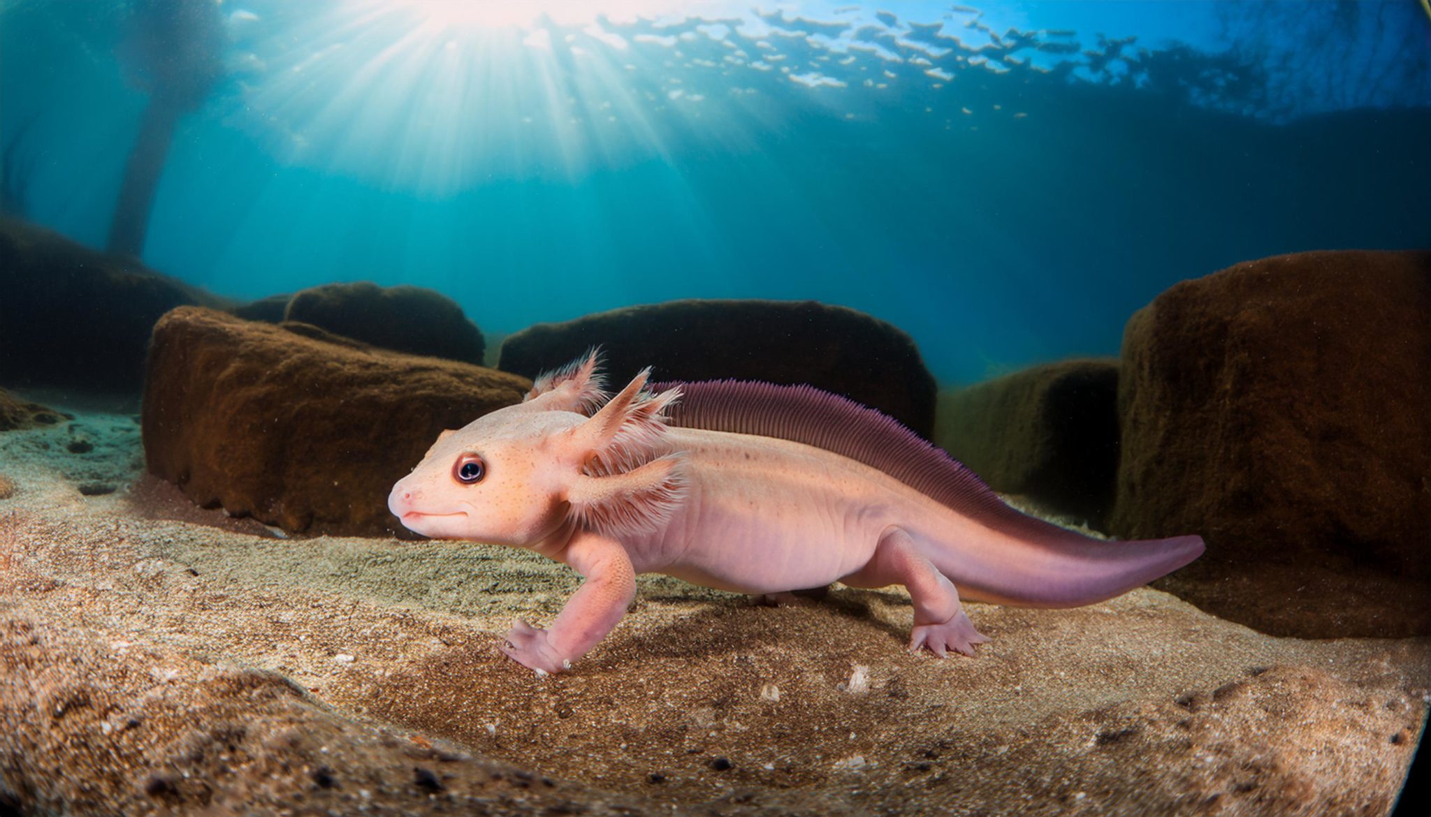 ウーパールーパーが地上で生きる条件と寿命を徹底解説！成体化や陸化を防ぐ方法とは？