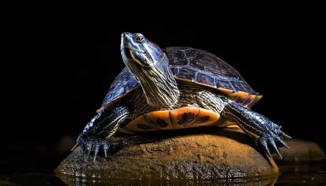 ミドリガメの食べ物ガイド：餌のおすすめと注意点を徹底解説 | white frogs