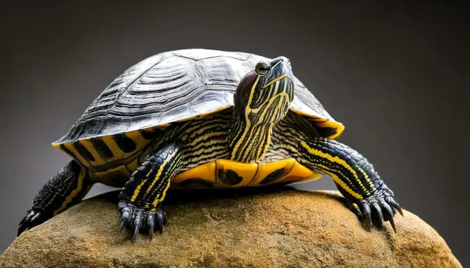 ミドリガメを見つけたらどうする？】適切な対応と注意点を解説 | white